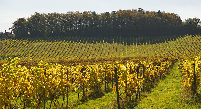An English Vineyard