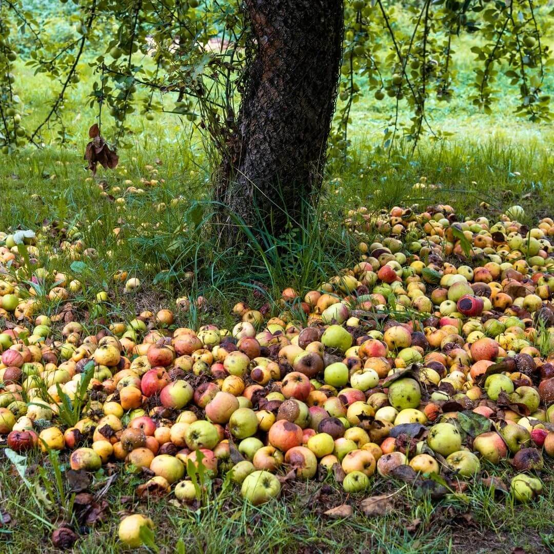 Fallen apples under a tree in an orchard