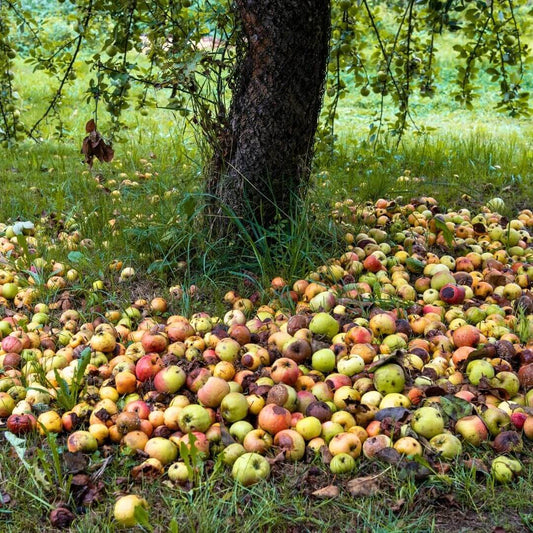 Fallen apples under a tree in an orchard