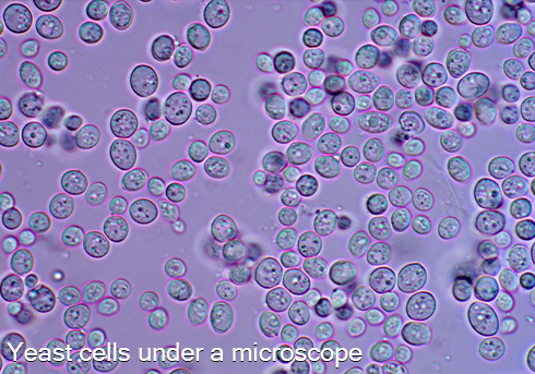 Fermentis yeast on table